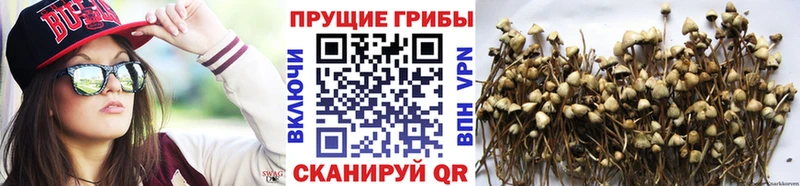 купить   Саратов  Галлюциногенные грибы GOLDEN TEACHER 
